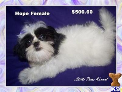 Precious chocolate/white female